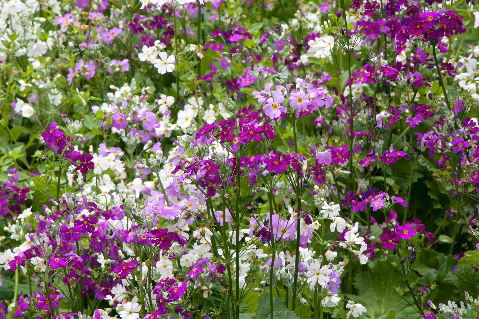 100 WHITE FAIRY PRIMROSE Primula Malacoides Shade Houseplant Flower Seeds