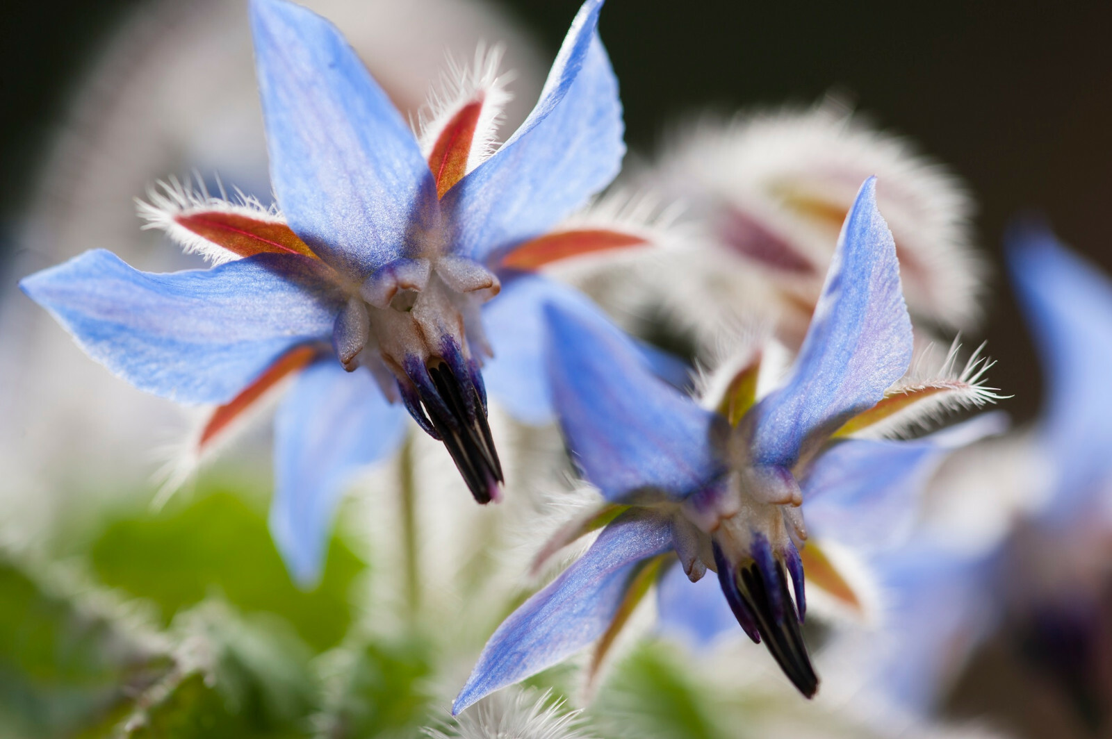 Borage Flower Seeds 75+ (Borago Officinalis) | A Medicinal Herb & Edible Flower
