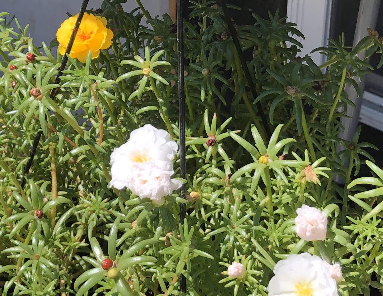 Moss Roses 100 Seeds Happy Hour Mix Moss Beautiful Flowers USA Seller Full Sun