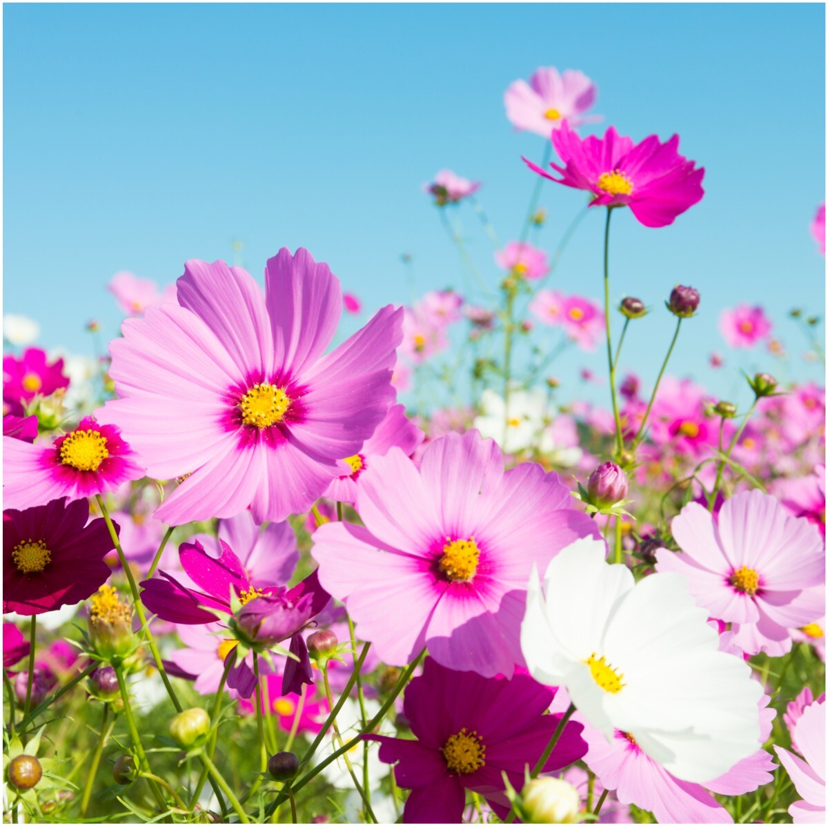 Seed Needs Crazy Cosmos Mix 10+ Varieties NO FILLER – 1/2 LB