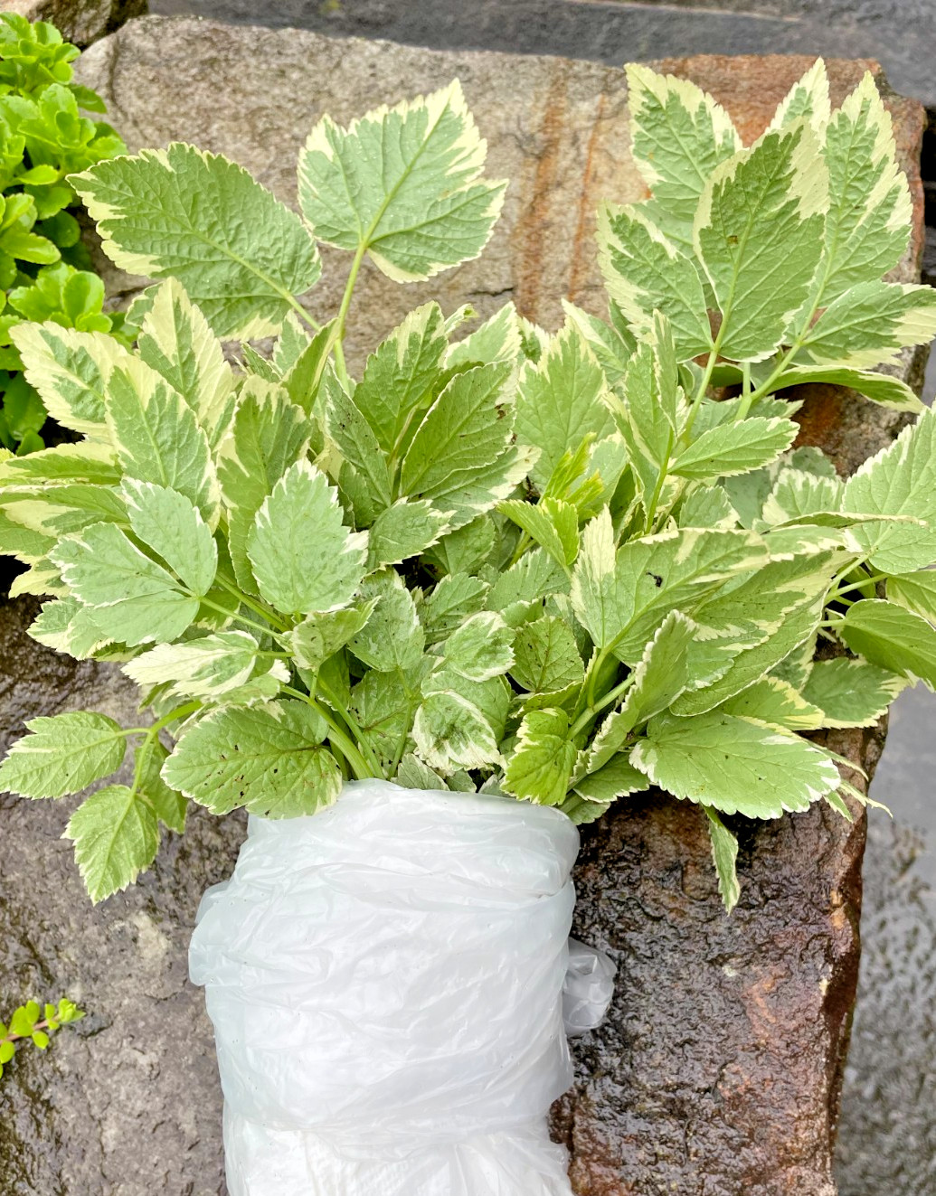 25 Snow On The Mountain Bare Roots perennial plants