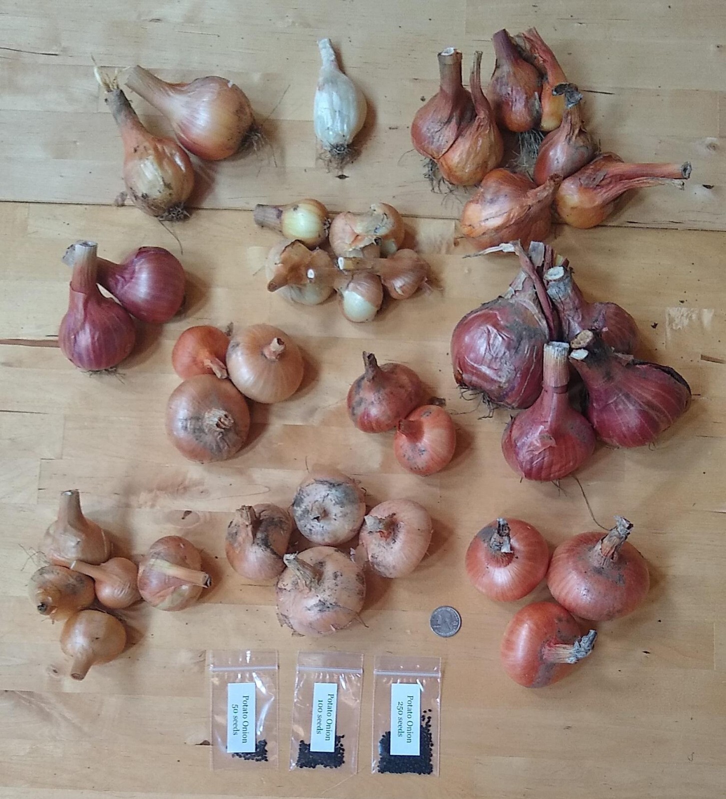 Potato Onion seeds ~ Open Pollinated Heirloom Multiplier Onions