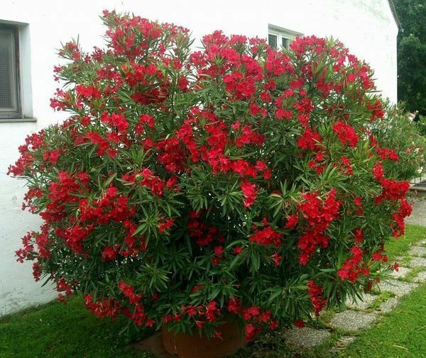 Red Oleander, Fresh Flower Nerium Tree Bush House Plant, 60 2024 Seeds (07)