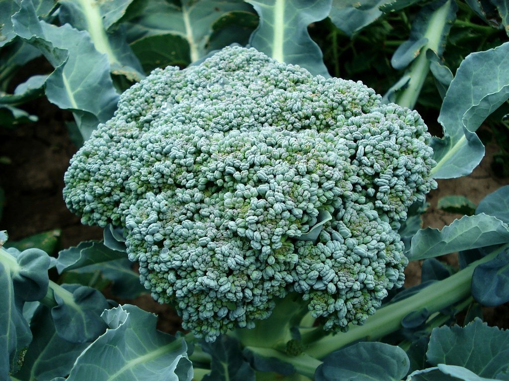 Broccoli De Cicco Seeds, Cruciferous, NON-GMO, Variety Sizes, FREE SHIPPING