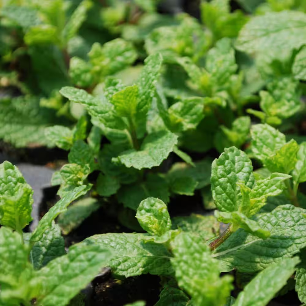 19 Oz. Sweet Mint Herb Plant (2-Pack)