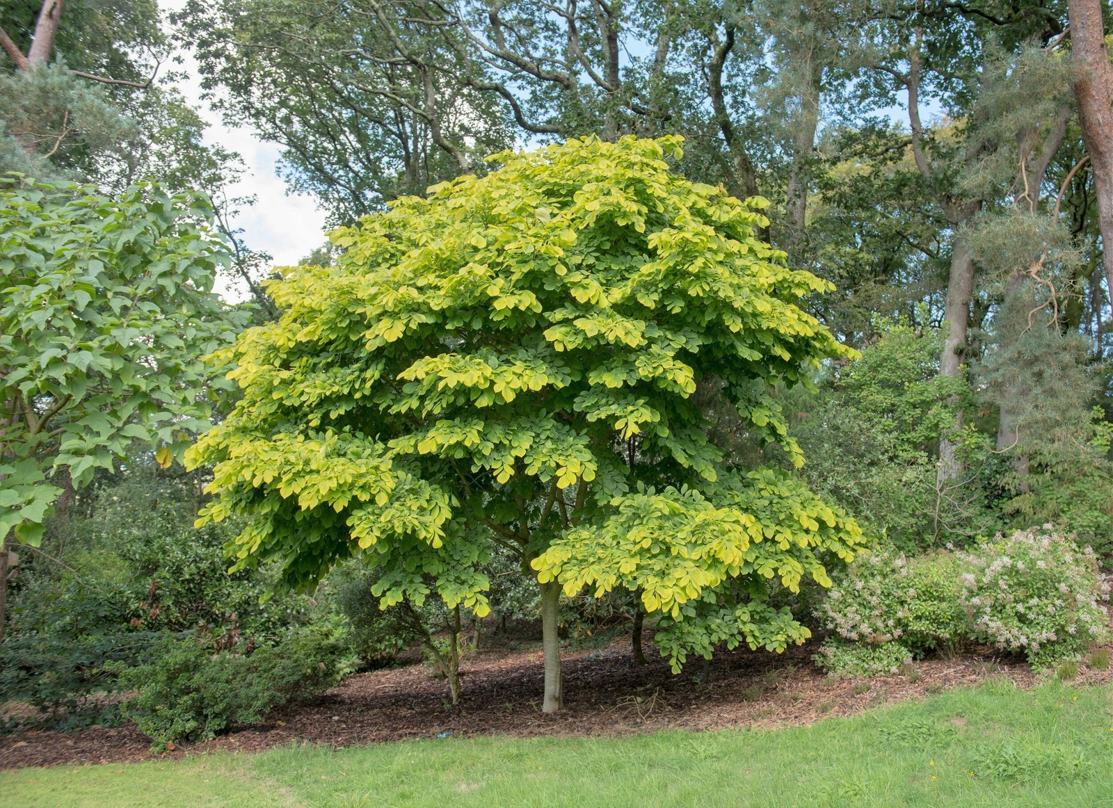 10 YELLOW ASH TREE Kentucky Yellowwood White Flr Cladrastis Lutea Kentukea Seeds