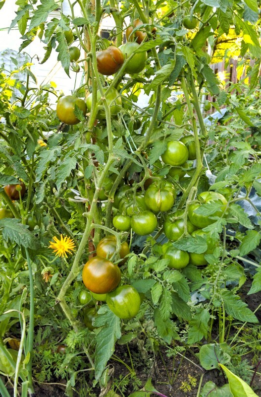 100 Black Prince Tomato Seeds- With Bonus! |Organic Non-GMO Heirloom