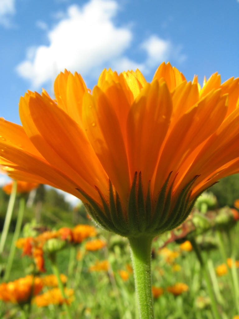 4500+ Seeds 1oz=29g CALENDULA officinalis, ORGANIC, Edible Flowers, Medicinal