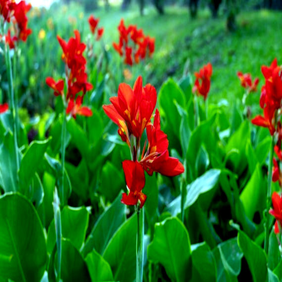 RED CANNA LILY INDICA SEEDS INDIAN SHOT Arrowroot Flowers Attracts Hummingbirds