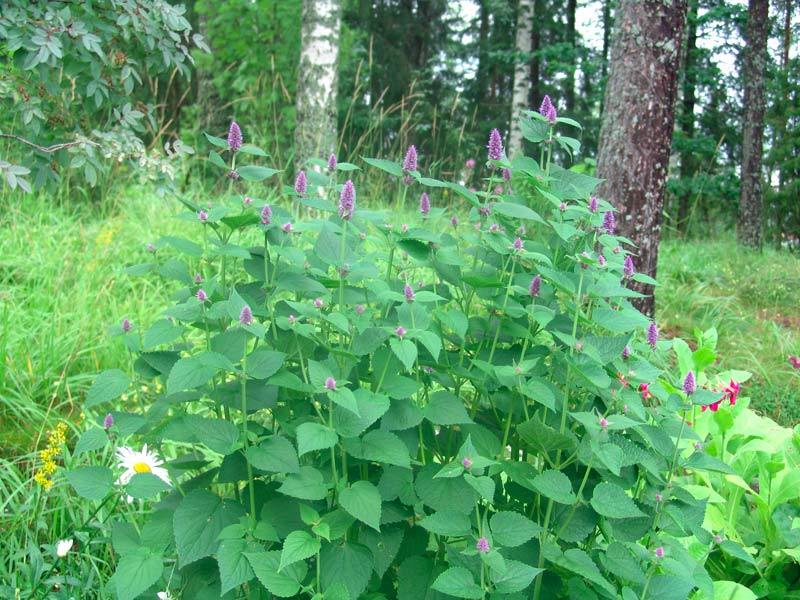 101+Purple GIANT HYSSOP Seeds Native Wildflower Drought Heat Cold Pollinators