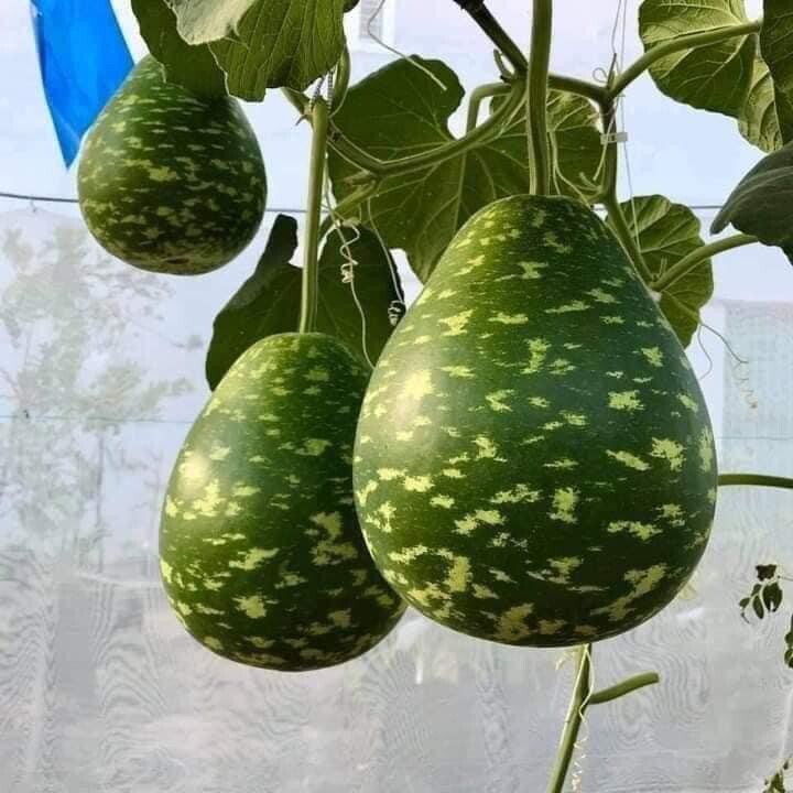 Hạt Giống Bầu Sao Tron Bau Sao Nam Tao Yai Mottled Bottle Gourd Star 30 Seed