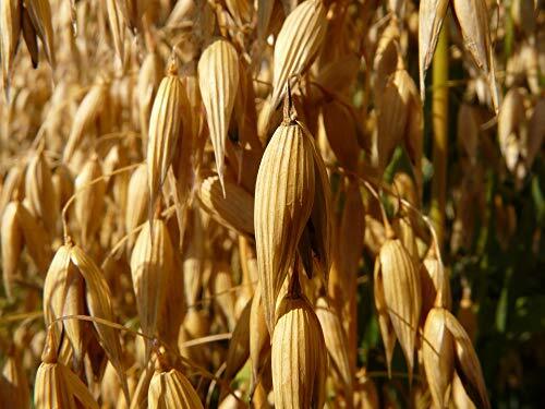 5 lb Whole Oat Seeds, Wildlife, Deer, Food Plot Forage