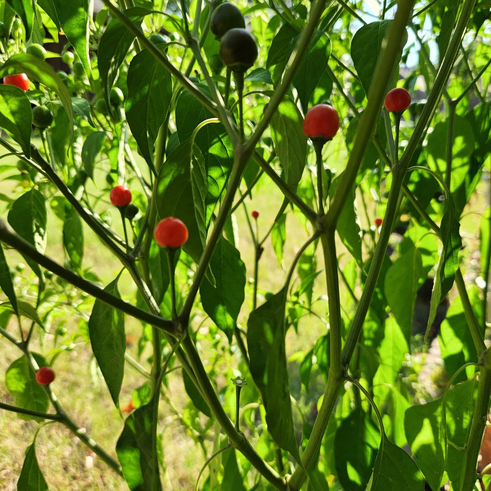 Birds Eye Pepper Seeds Chiltepin Tepin Chile Pequin 60+ Seeds Free shipping