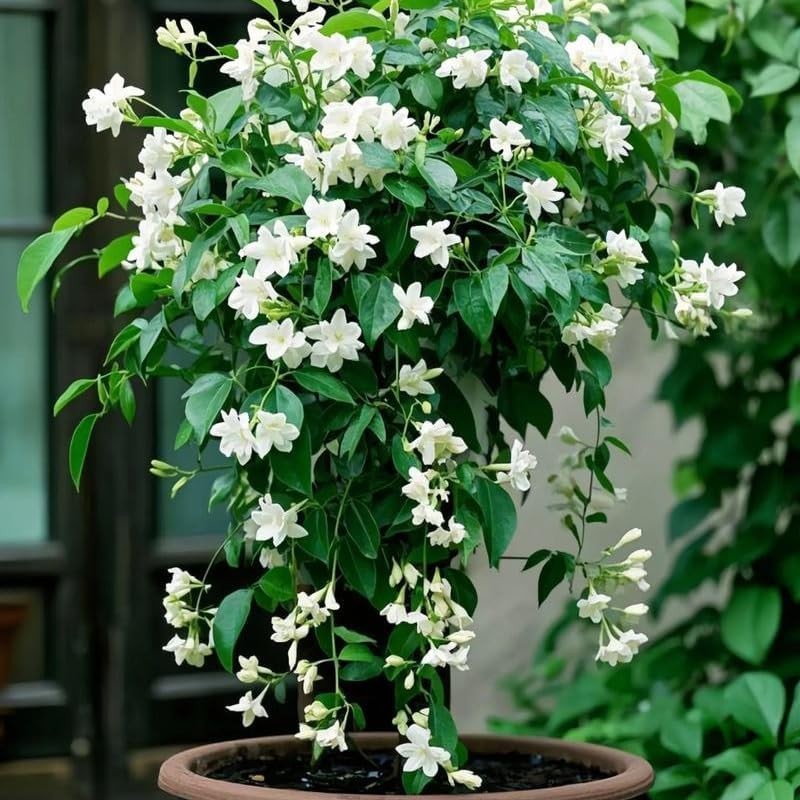 Climbing Weeping Jasmine Seeds for Planting, 300+Pcs Fragrant Climber Jasmine Pe