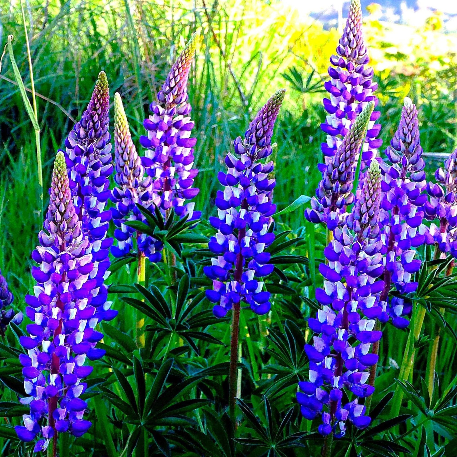 The Governor Blue Russell Lupine Seeds – For 2025 Planting Deep-Blue Lupinus