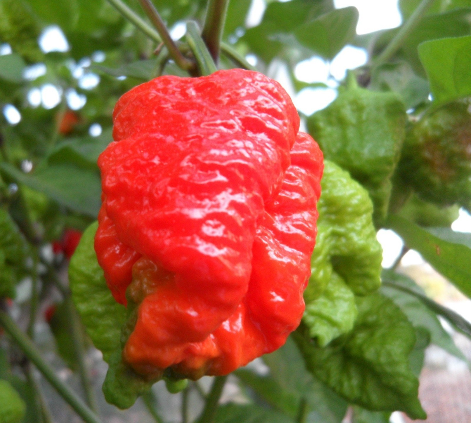 20 Super-Hot 7 Pot Brain Strain Red | NON-GMO | Pepper Seeds-B 02