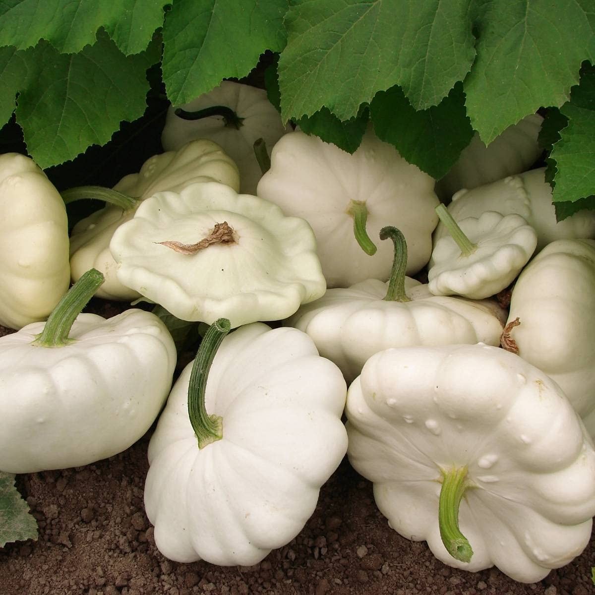 50 Early White Bush Scallop Summer Squash Seeds for Planting. Non GMO