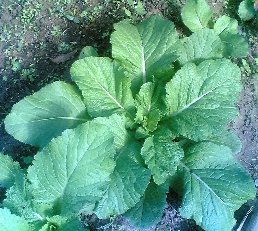 3000 FLORIDA BROADLEAF MUSTARD Brassica Juncea Herb Vegetable Seeds *Combined SH