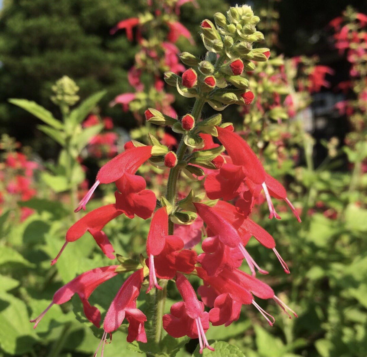 Texas Lady In Red Sage Salvia Coccinea 50 Seeds Bees Hummingbirds Butterflies
