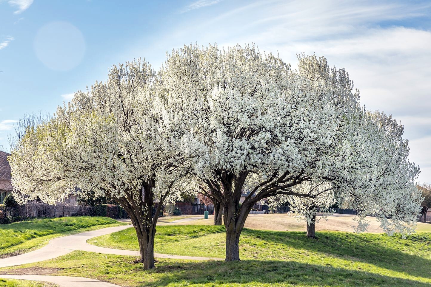 Bradford Pear Tree Seeds (Pyrus calleryana) “Callery” Fast Cold Hardy to Zone 4