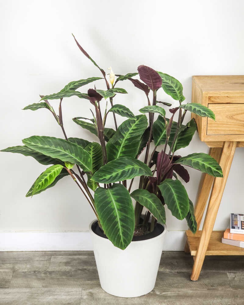 25+ Jungle Velvet Calathea Seeds for Garden Planting – USA – FREE SHIPPING!