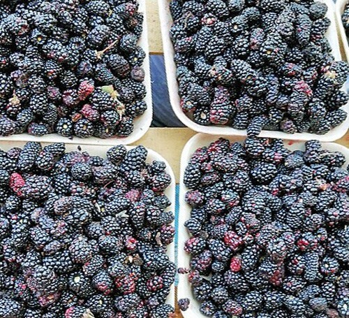 Rubus ursinus | California Blackberry | 20 Seeds