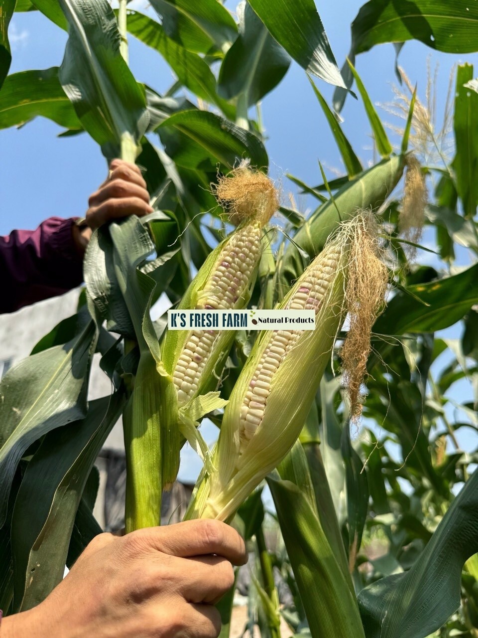 WHITE WAXY CORN SEEDS – HẠT BẮP NẾP TRẮNG (40+ PCS)