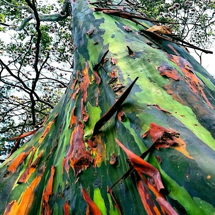 50 Rainbow Eucalyptus deglupta Tree Seeds Fast Tropical Indonesian Mindanao Gum