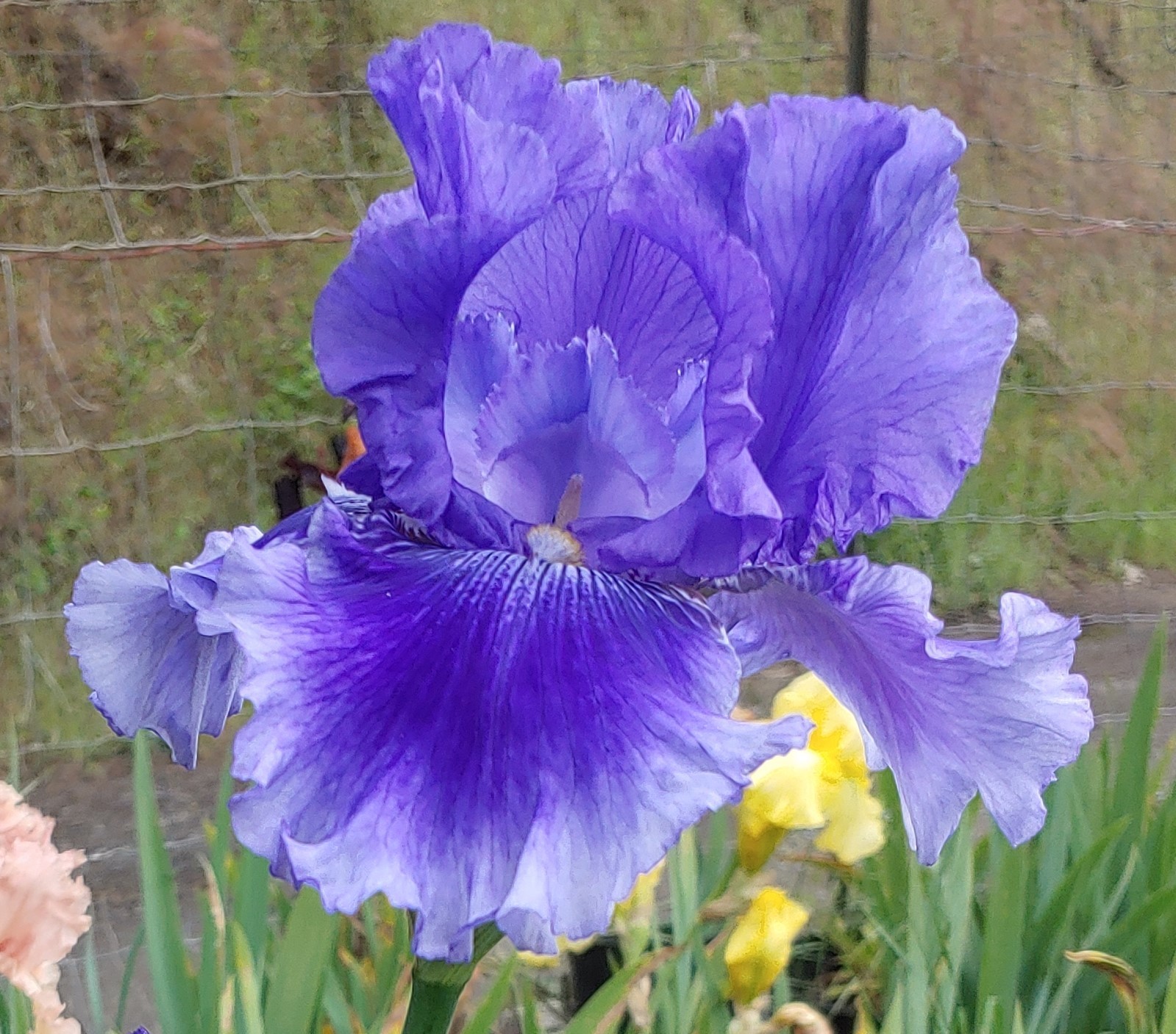 ‘Money In Your Pocket’ TB Bearded Iris Rhizome PRE-SALE to Ship Aug/Sept