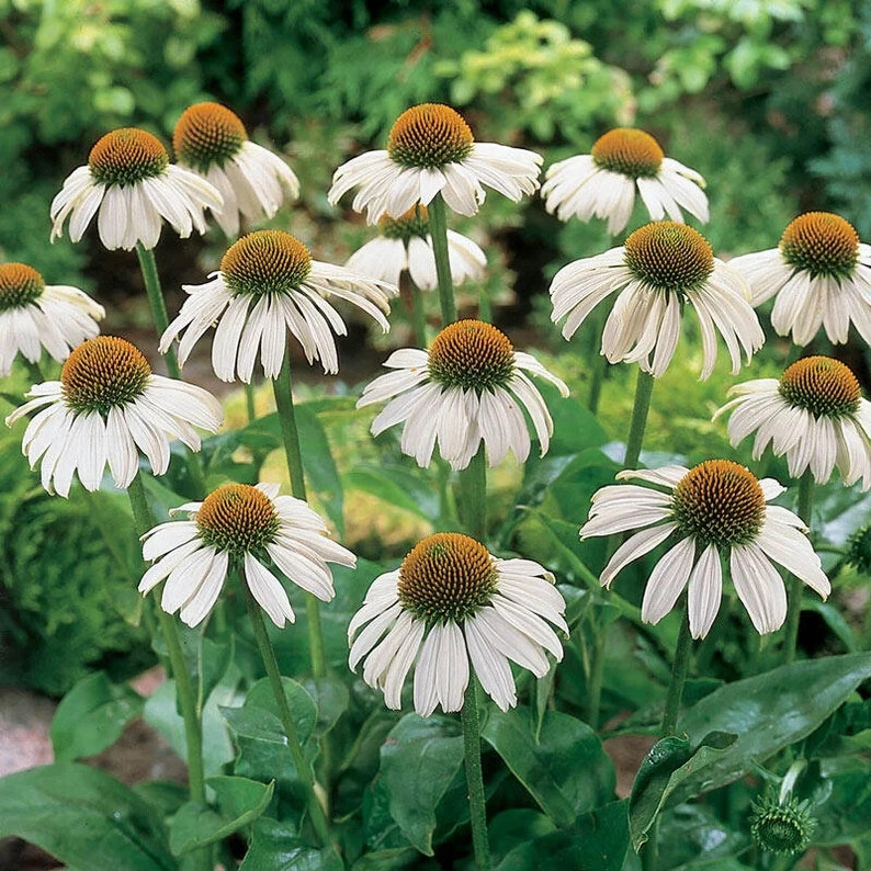 40 Seeds White Swan Coneflowers Echinacea Purpurea Alba~Beautifully Fragranced !
