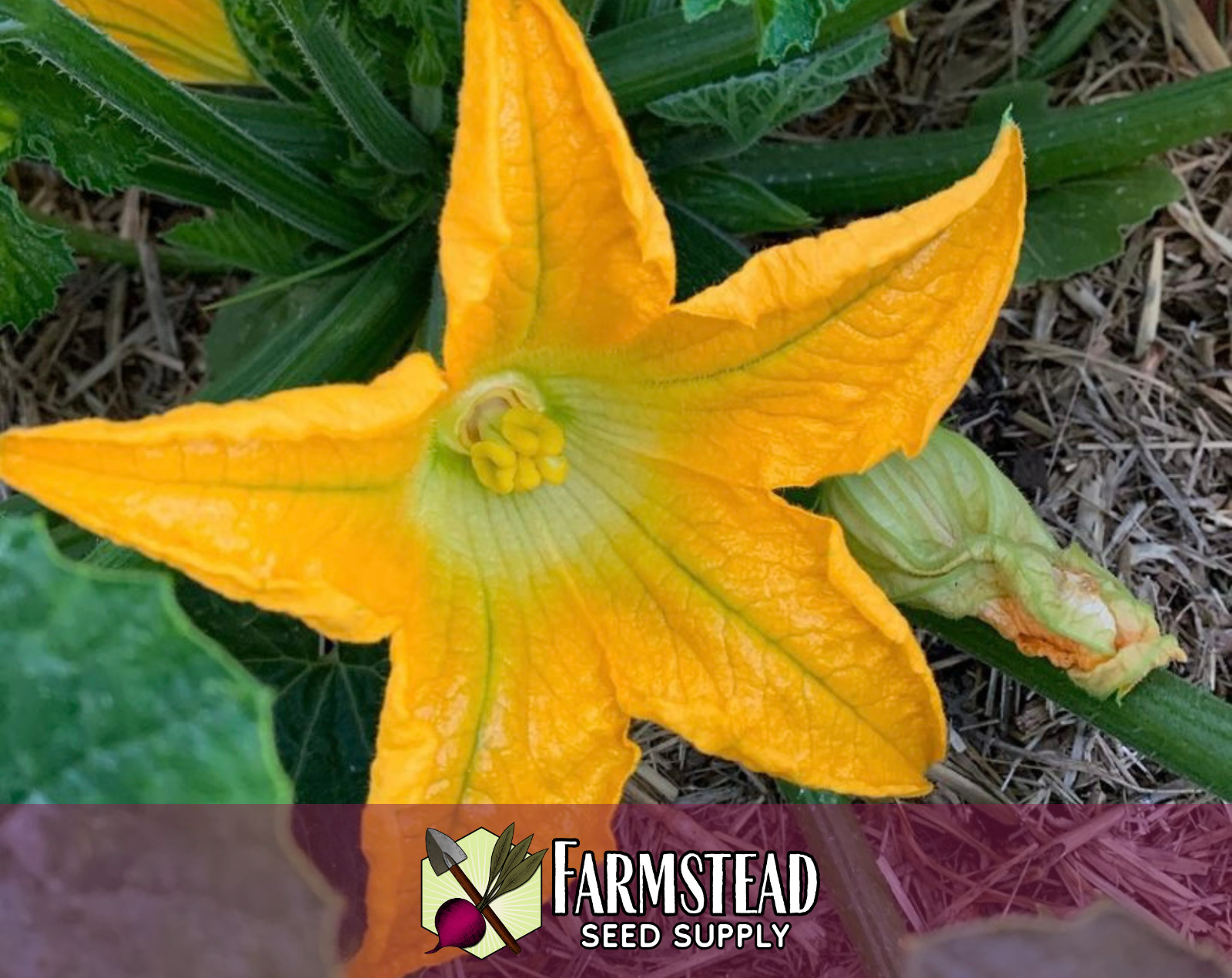 45+ Zucchini Squash Seeds [Black Beauty] Heirloom Vegetable Garden Seed, USA