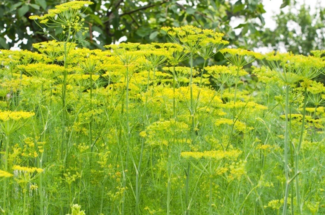 100+ Fresh Dill Seeds, Mammoth Long Island Pickling Variety, For 2026, USA🇺🇸
