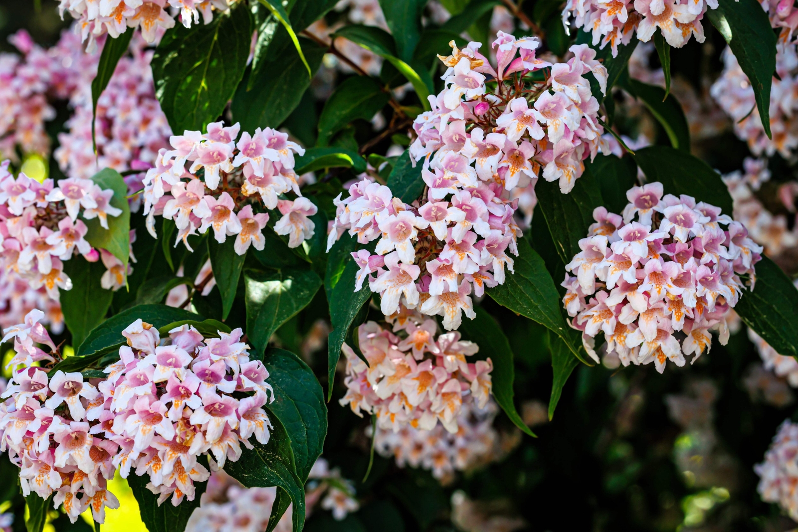 10 BEAUTY BUSH SHRUB Beautybush Kolkwitzia Amabilis Flower Seeds *Flat S/H