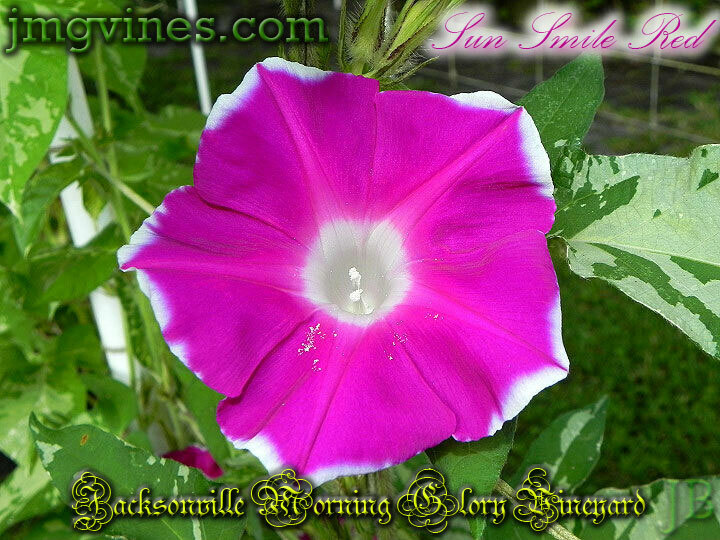 Sun Smile Red Japanese Morning Glory 6 Seeds
