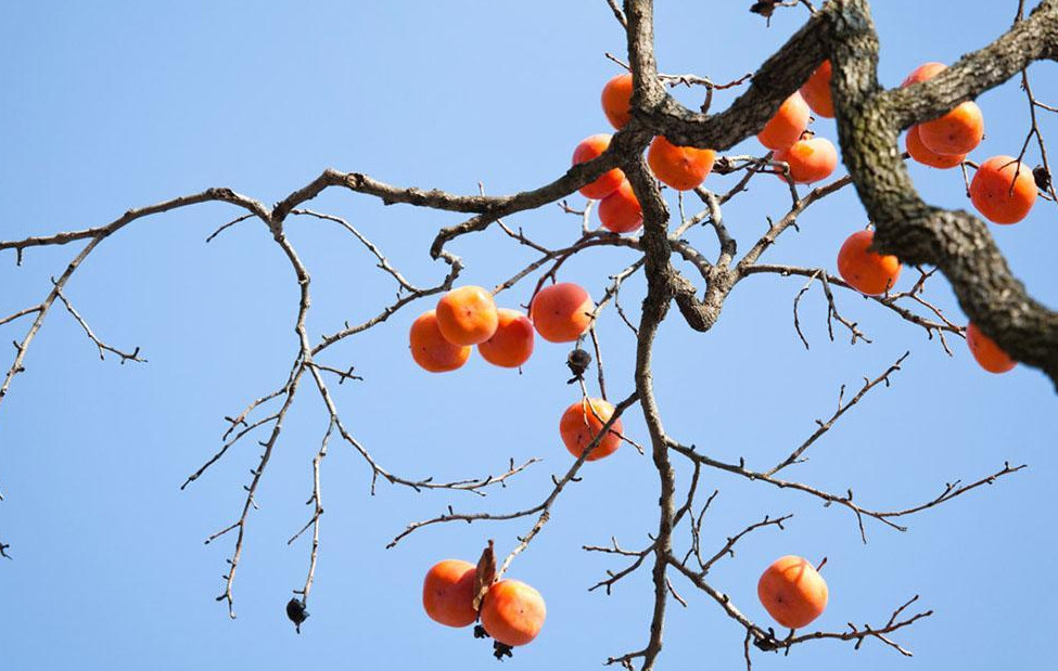 20Pcs Persimmon Seeds Plants Fruit Trees Diospyros Cargillia Garden Nature Fresh