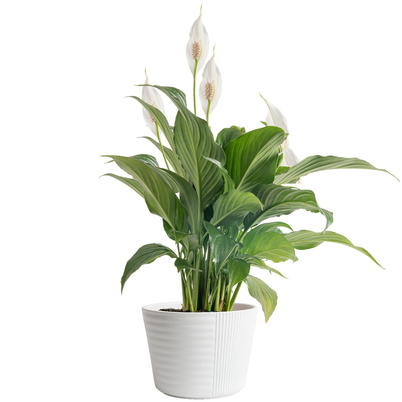 Peace Lily Live Plant in Decorative Pot, Air Purifying Flowering Indoor House…