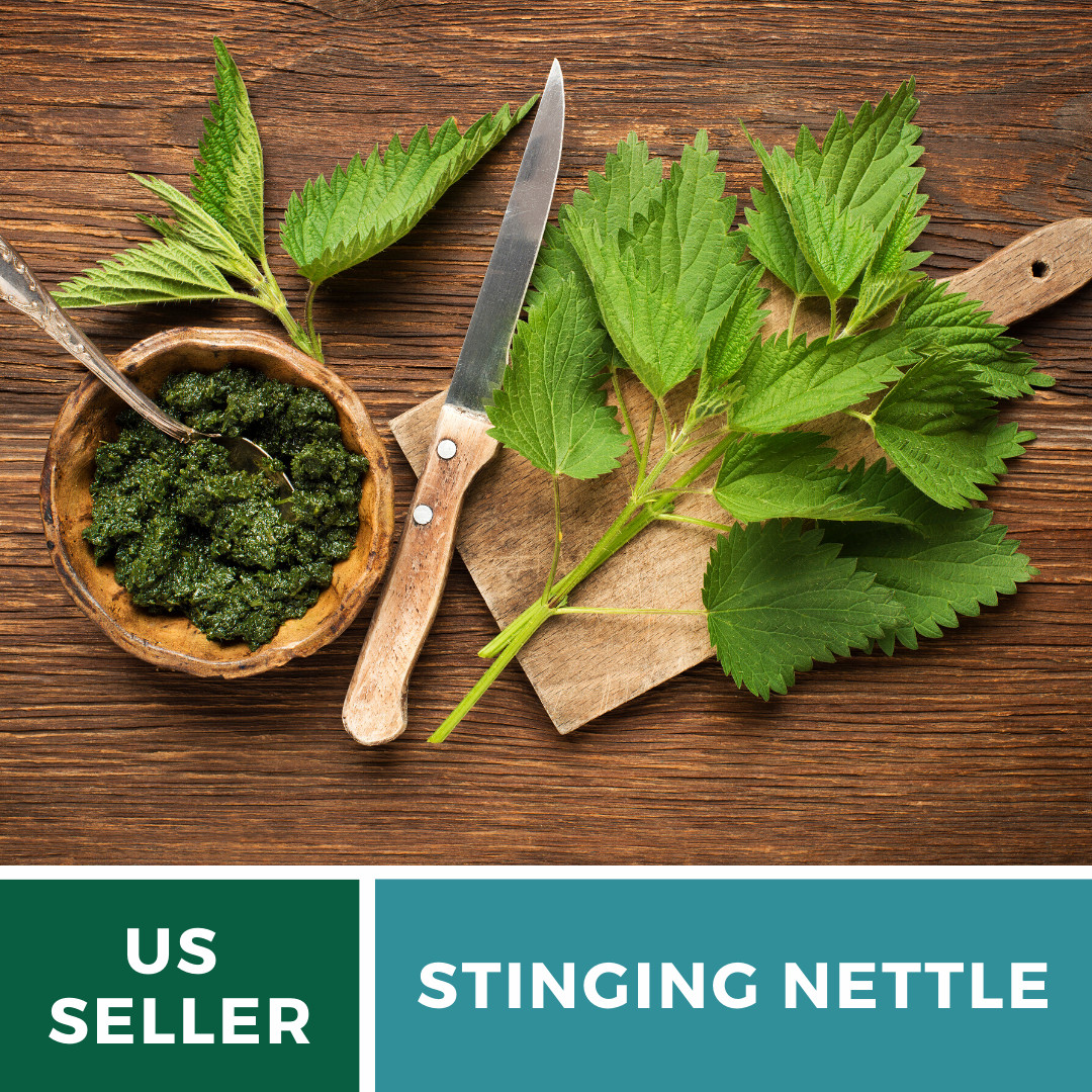 Stinging Nettle – 100 Seeds – Culinary& Medicinal Herb – GMO Free -Urtica Dioica