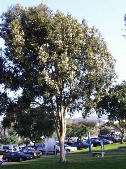 Eucalyptus citriodora, Lemon Scented Gum, Tree Seeds