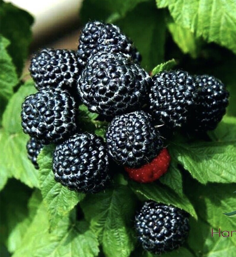 1 plant of “Black Delicious” a new Black Raspberry Rubus occidentallis