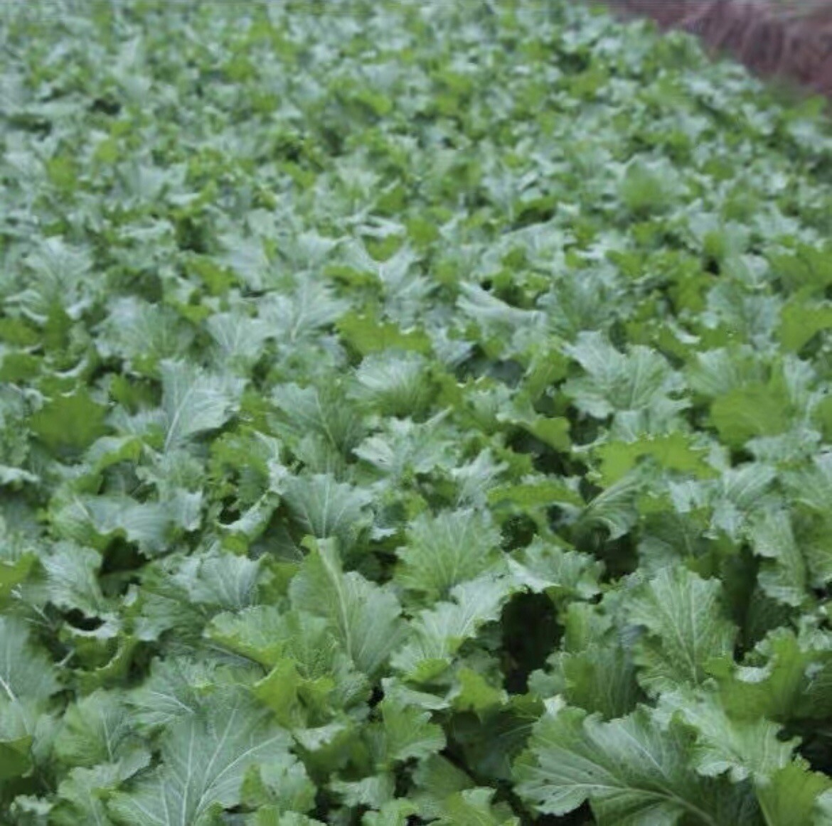 400+ Tasty Mustard Green seeds 400多粒花边（甜）香芥菜、香叶饺子菜种子（2024年新种子）