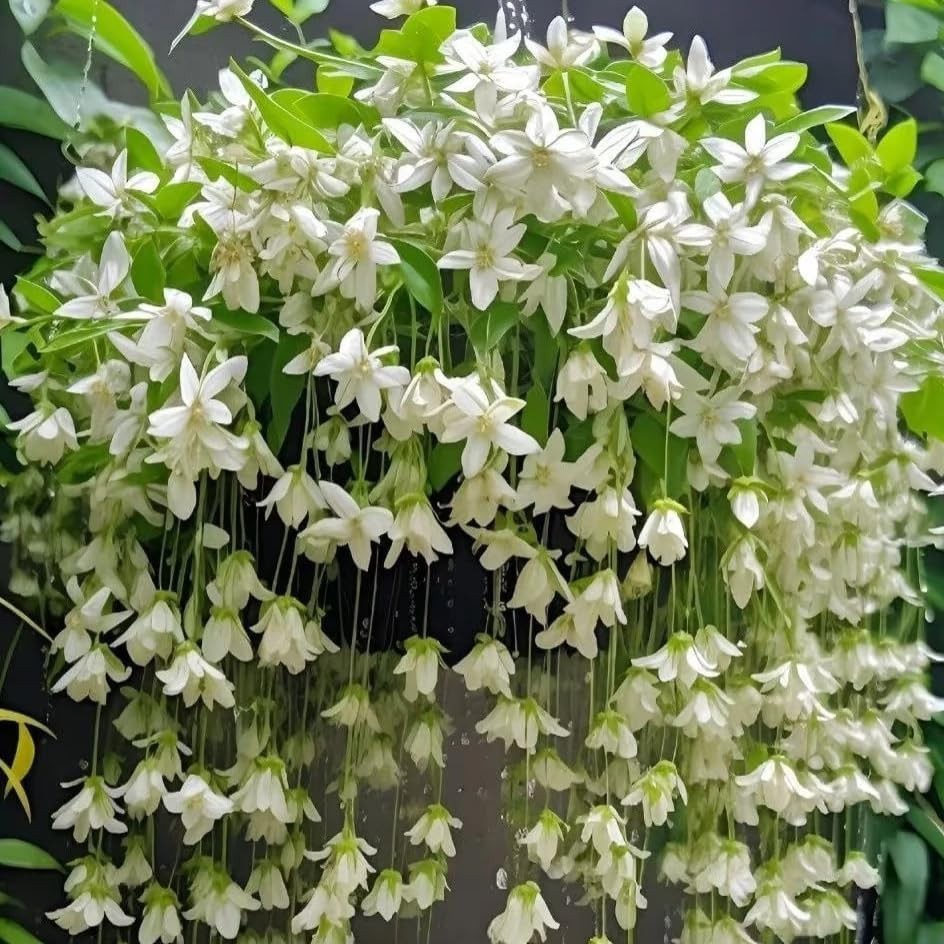 Climbing Weeping Jasmine Seeds for Planting, 300+Pcs Fragrant Climber Jasmine Pe