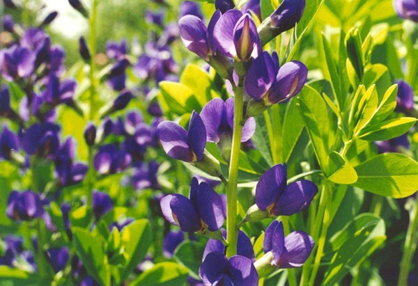 BLUE FALSE INDIGO 50 SEEDS, BAPTISIA AUSTRALIS, SUPER HARDY ZONE 3-10