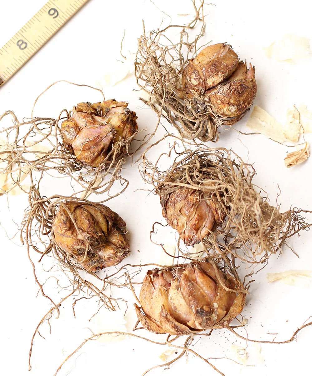 Trogan Asiatic Lily – 5 bulbs