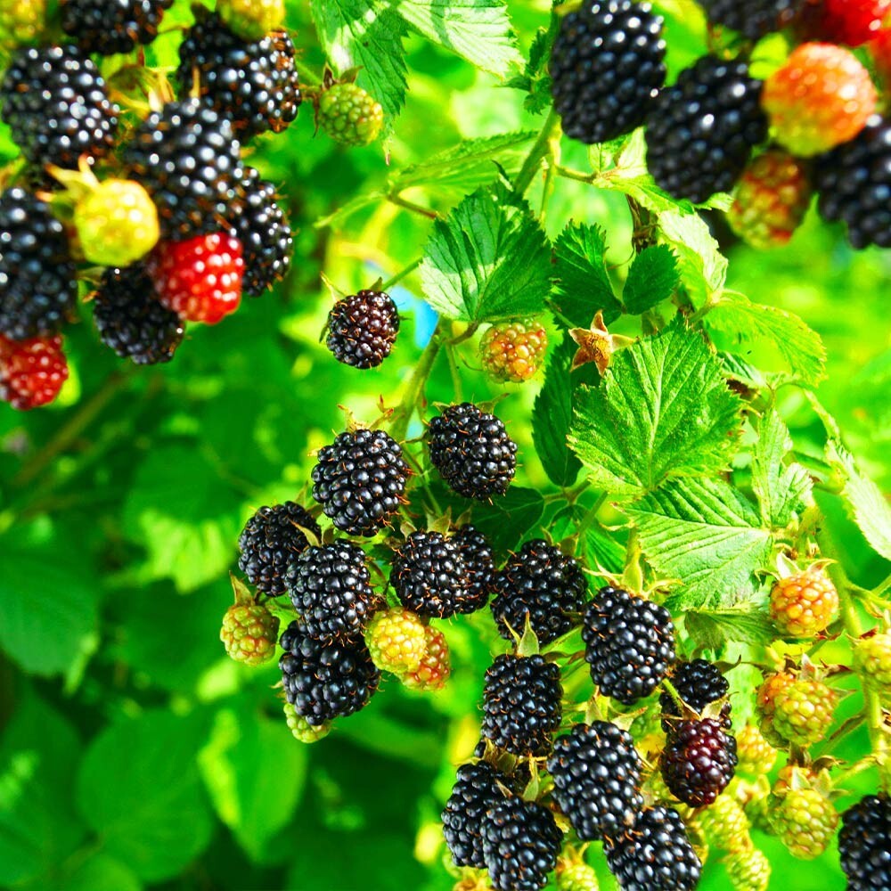 20 CALIFORNIA PACIFIC TRAILING BLACKBERRY SEEDS Rubus Ursinus Hardy Fruit Vine