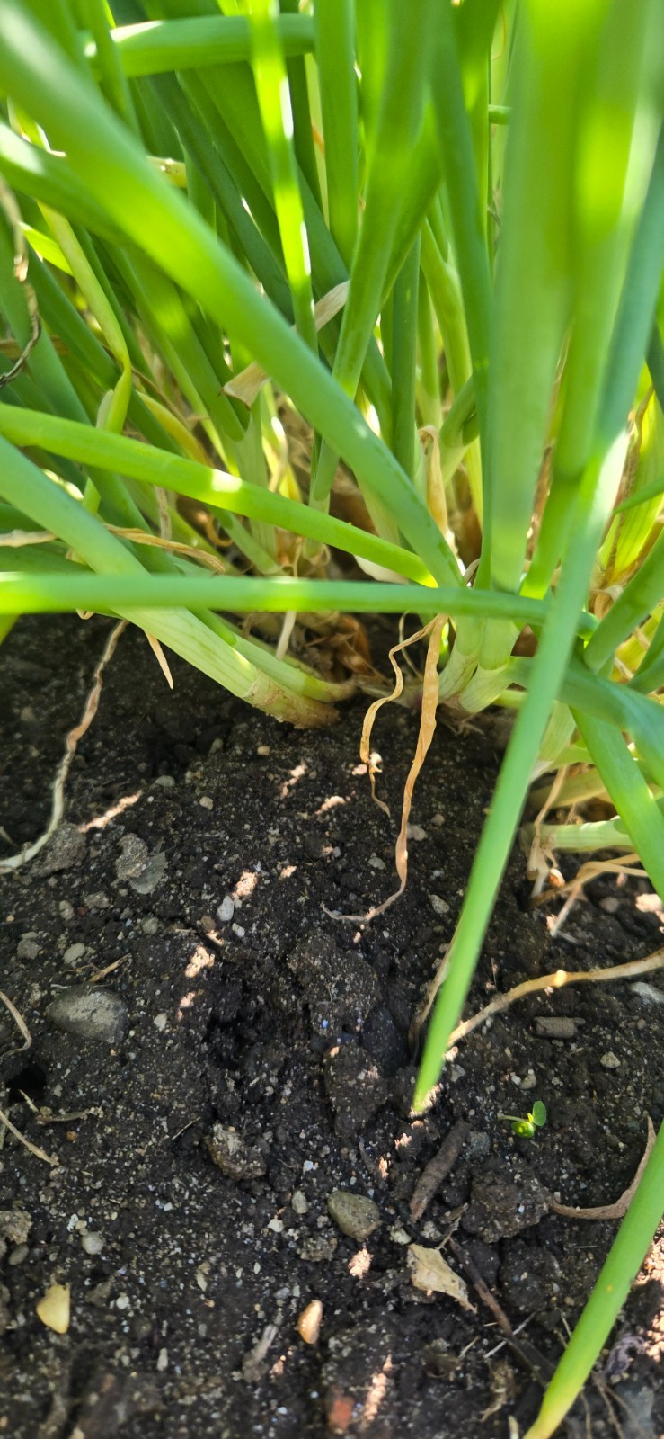 20 Chive Plants/Bulbs – Perennial Non-GMO Green Onions, Mosquito Repellent