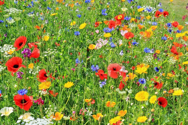 2000+DEER PROOF Native Wildflower Mix 15 Different Flowering Annual Perennial