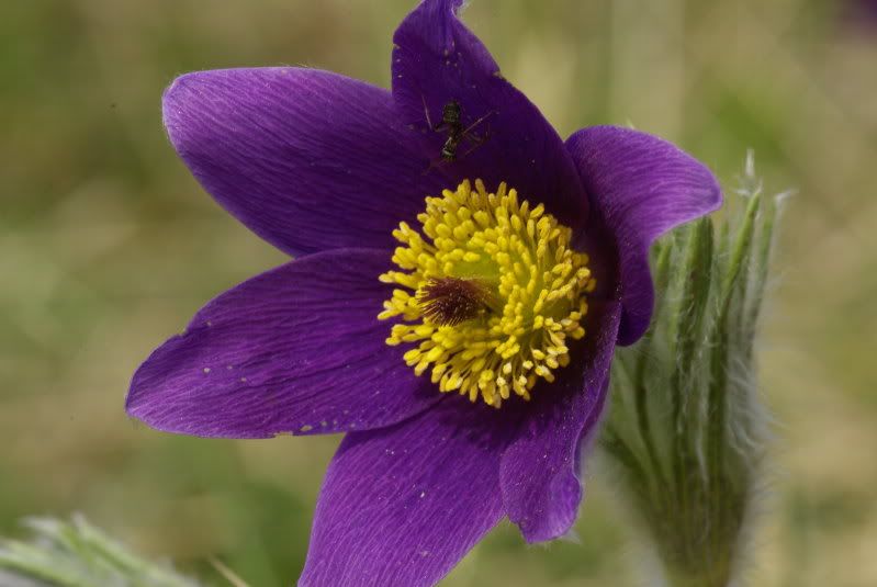 25 VIOLET ANEMONE Pulsatilla Vulgaris Purple PASQUE FLOWER Seeds * Flat Shipping