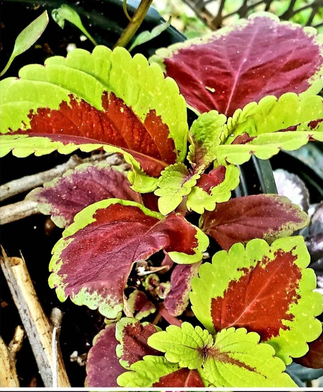 10+ Heirloom, Open Pollinated, Non GMO Garden Seeds Straight From My Garden