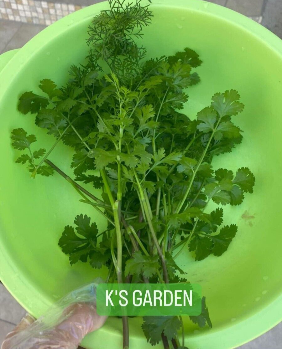 (100+ pcs) CILANTRO SEEDS, CORIANDER LEAVES, 香菜, 고수, RAU MÙI, NGÒ RÍ |NEW SEEDS|