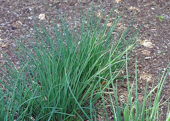 Allium schoenoprasum | Chives | 100 Seeds